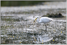 grande aigrette   (50)