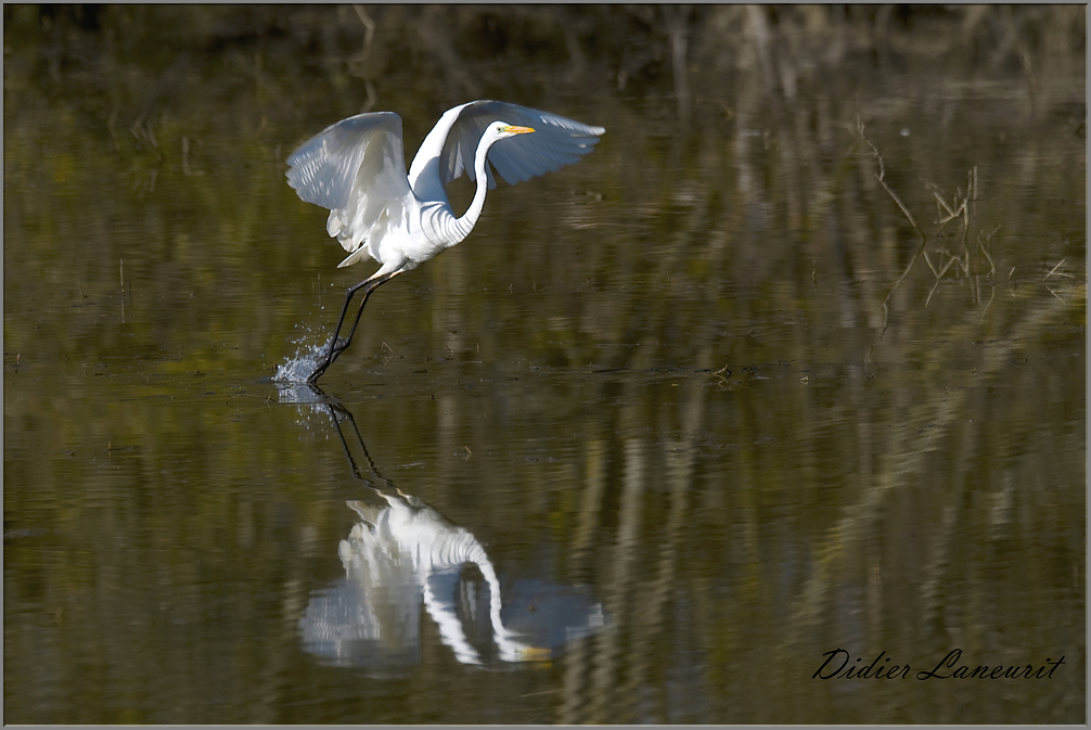 grande aigrette   (54)