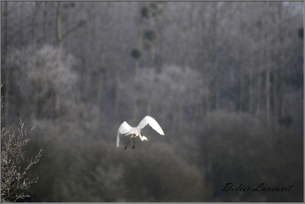 grande aigrette   (68)