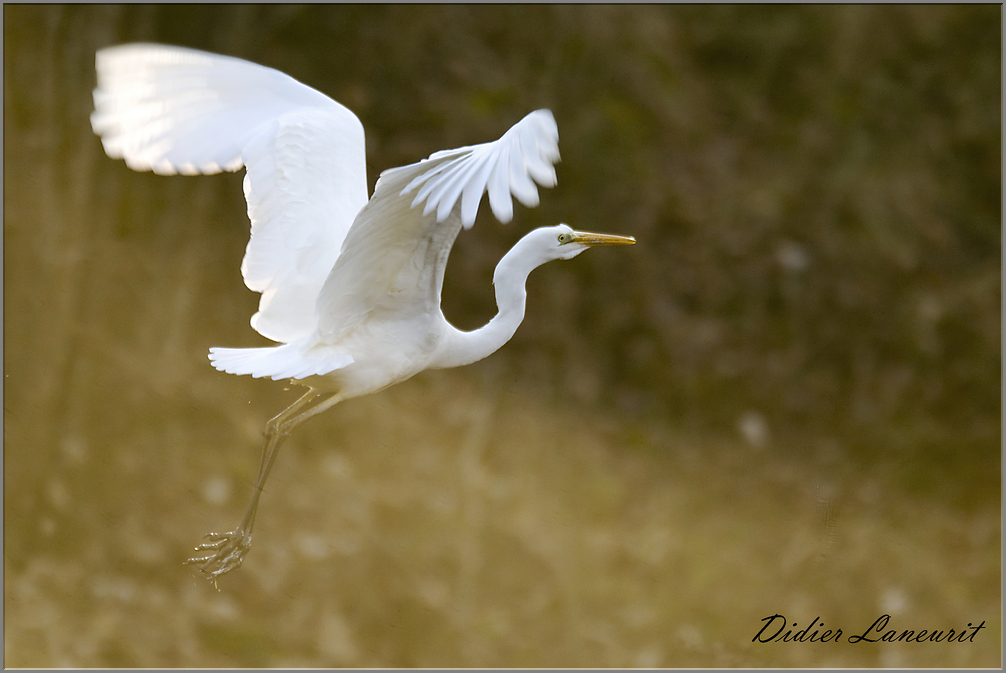 grande aigrette   (76)