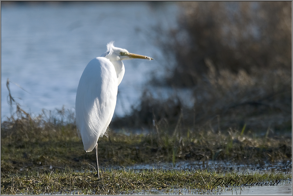 grande aigrette   (78)