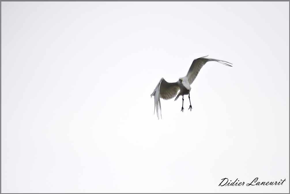 grande aigrette   (79)