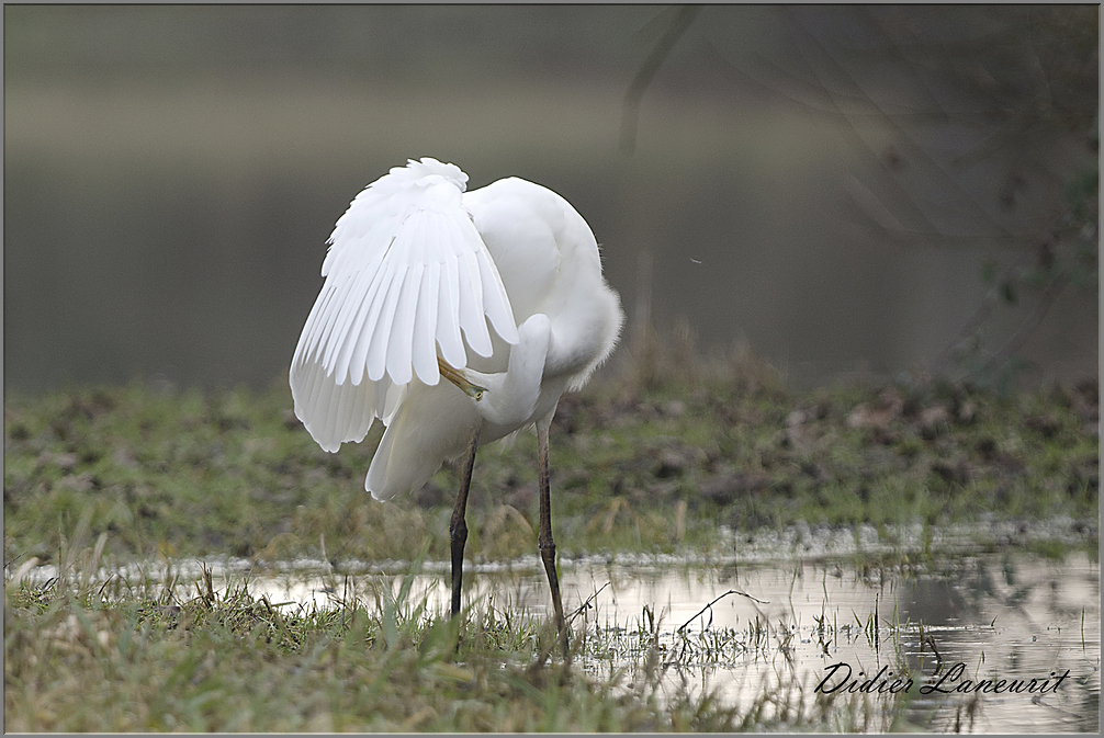 grande aigrette   (82)