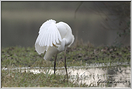 grande aigrette   (82)