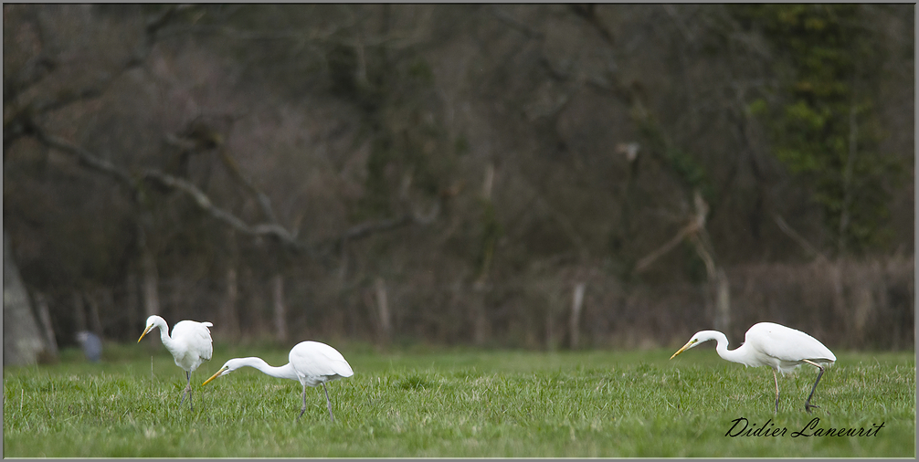 grande aigrette   (112)