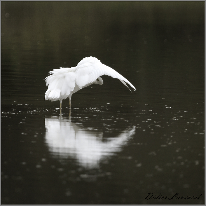 grande aigrette   (122)