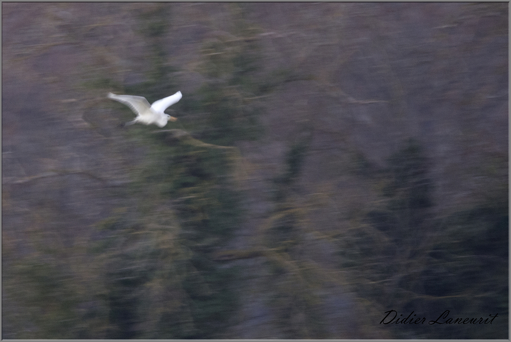 grande aigrette   (128)