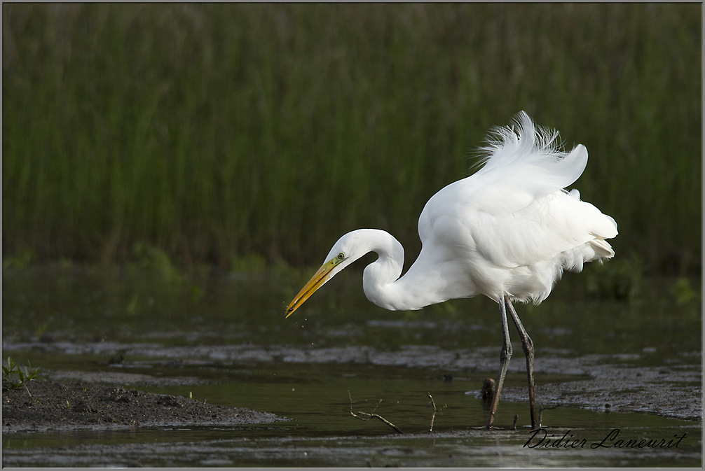 grande aigrette   (143)