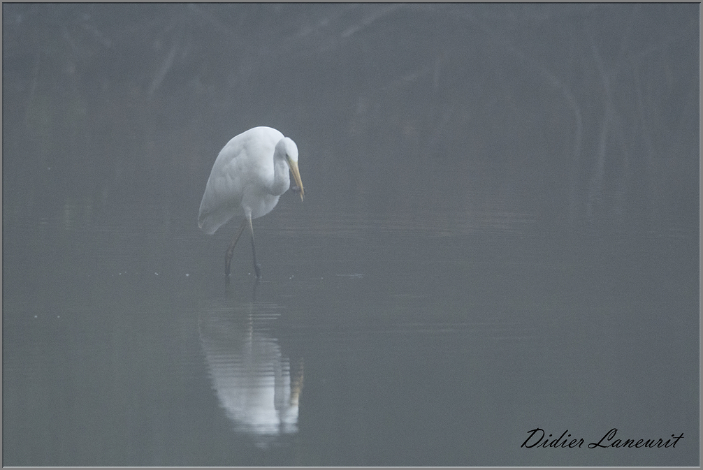 grande aigrette 10