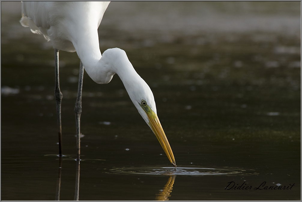 grande aigrette 18