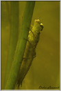 larve libellule 2