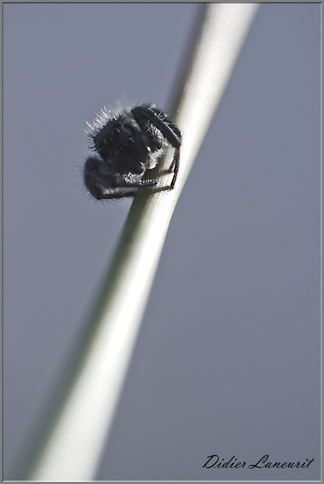 araignée saltice (12)