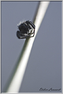 araignée saltice (12)