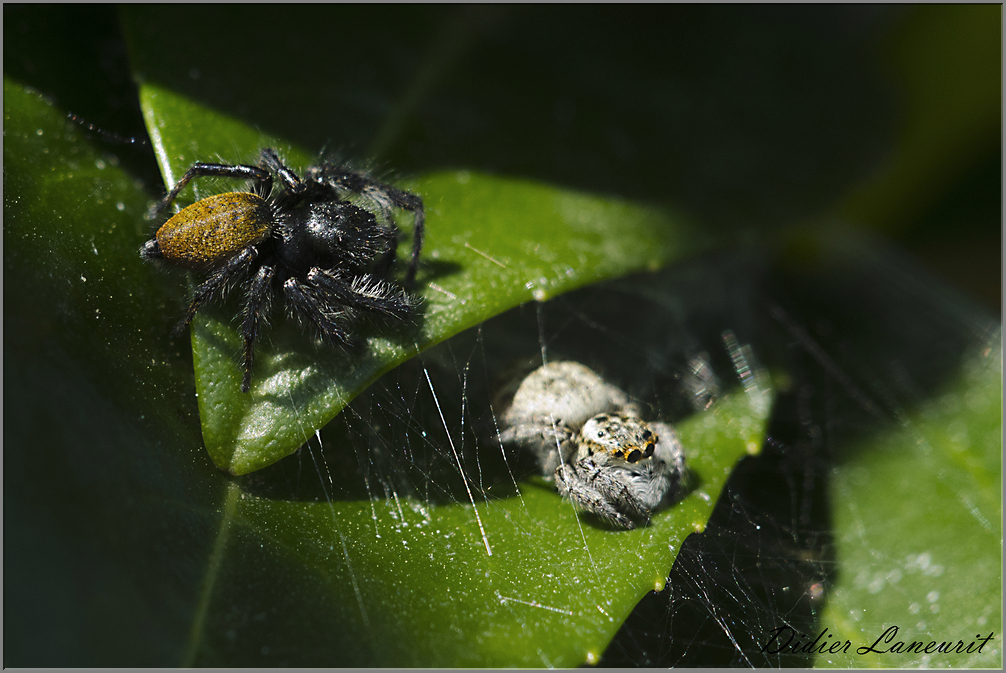 araignée saltice (26)