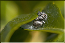 araignée saltice (145)