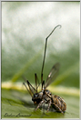 araignée saltice (150)