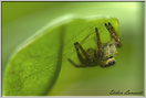 araignée saltice (210)
