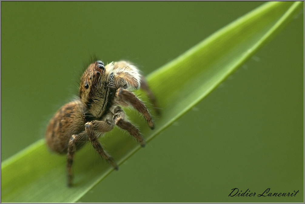 araignée saltice (223)