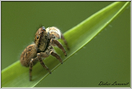 araignée saltice (223)