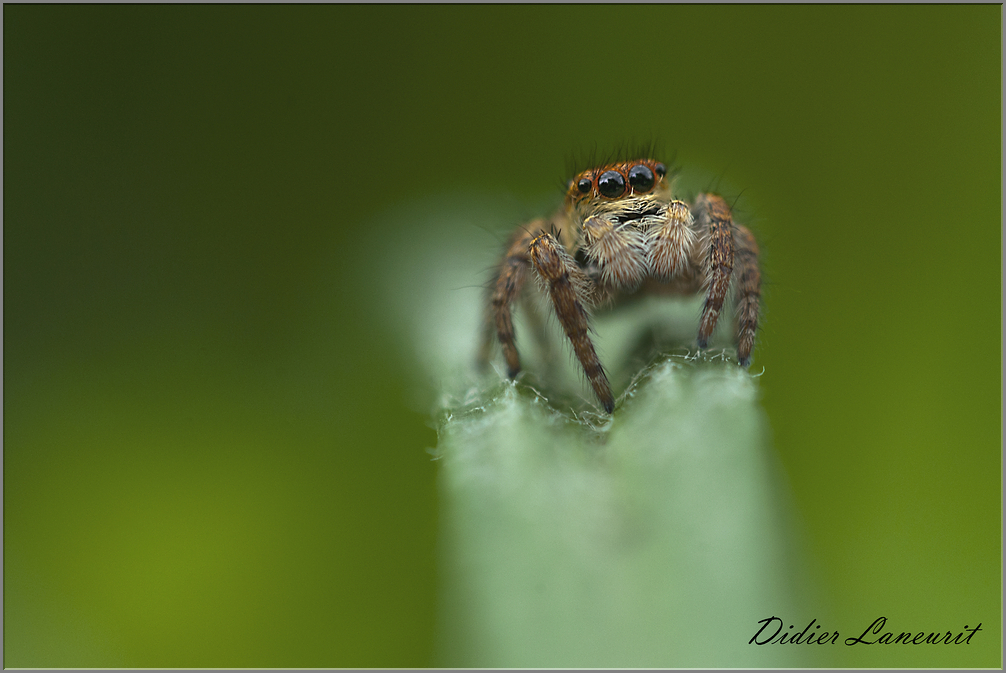 araignée saltice (225)