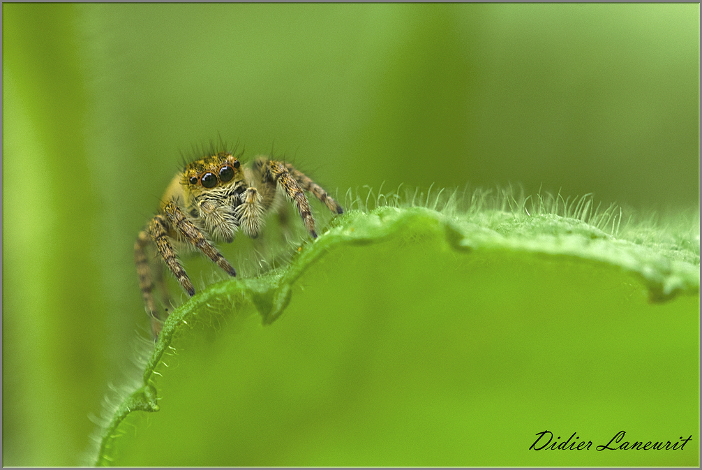 araignée saltice (263)