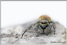 araignée saltice (299)