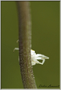 Araignée thomise  (28)
