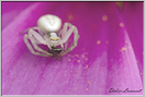 Araignée thomise  (31)