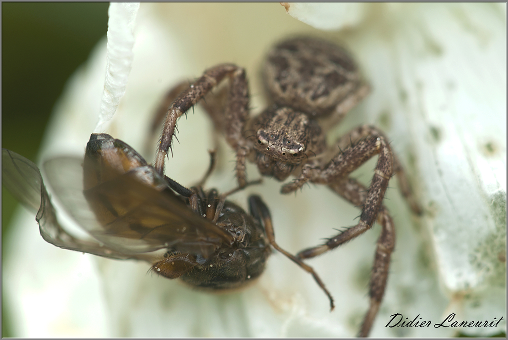 Araignée thomise  (113)