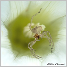 Araignée thomise  (118)