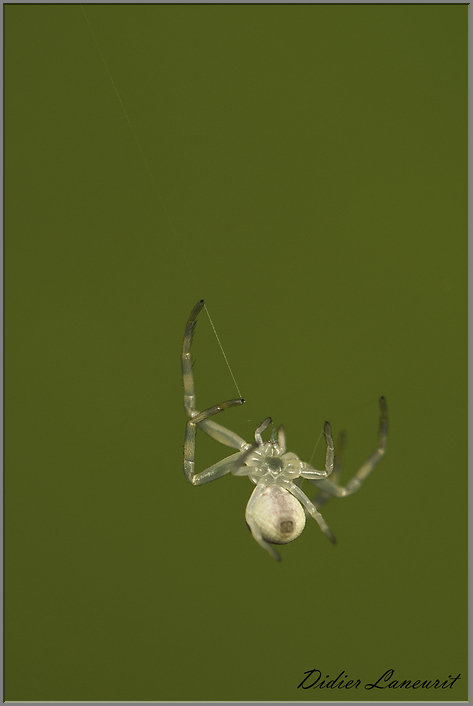 Araignée thomise  (212)