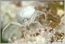 Araignée thomise  (251)
