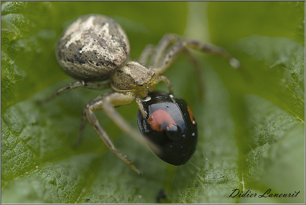 Araignée thomise  (267)