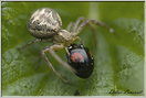 Araignée thomise  (267)